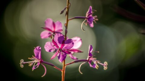 Midsummer Flower In Wells Gray Provincial Park, BC
