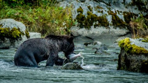Mother Black Bear Caught Big Fish In The Chilkoot River, Haines, AK