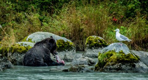 Mother Black Bear Eating Fish To Gain Power To Keep On Fishing For Cubs, Chilkoot River, Haines, AK