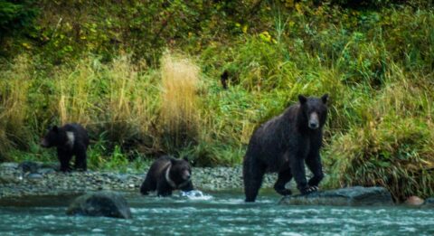 Mother Black Bear With Cubs Coming To Chilkoot River, Haines, AK