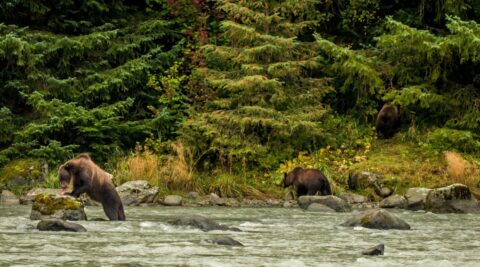 Mother Grizzly Bear And Cubs Fishing In The Chilkoot River, Haines, AK
