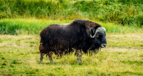 Muskox Grazing In The Grass, AK