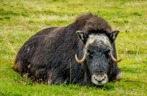 Muskox Portrait, AK