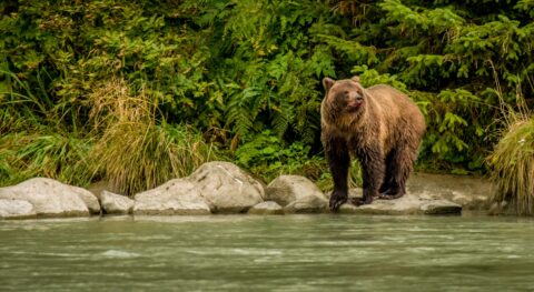 “New Sheriff In Town” – Other Bears Moved To Safe Distance From Big Grizzly, Chilkoot River, Haines, AK