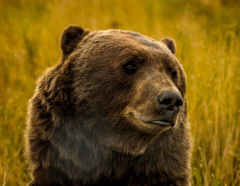 No, He Did Not Want To Play For Grizzlies. They Are Not In Vancouver Anymore, AK