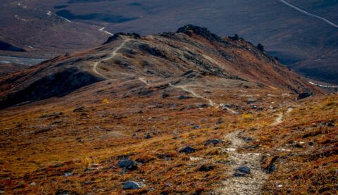 On The Way Back To Trailhead On Savage Alpine Trail In Denali National Park, AK