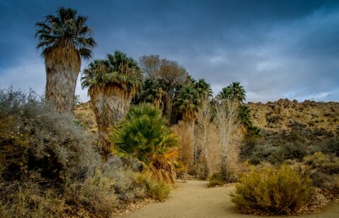 Palms Near The South Entrance to Joshua Tree National Park, CA