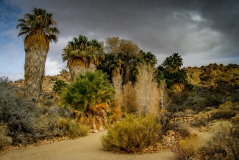 Palms Near The  South Entrance to Joshua Tree National Park, CA