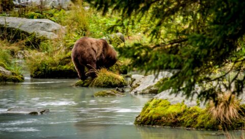 Peeking After Grizzly Who Made Black Bear Running Near My Car Into Woods A Minute Earlier, Haines, AK