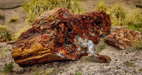 Petrified Wood In Petrified Forest National Park, AZ