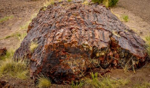 Piece Of Petrified Wood In  Petrified Forest National Park, AZ