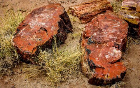 Pieces Of  Petrified Wood In  Petrified Forest National Park, AZ