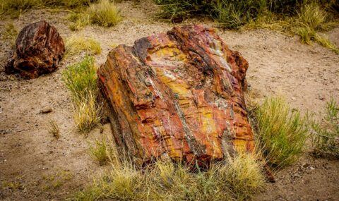 Pieces Of  Petrified Wood In  Petrified Forest National Park, AZ