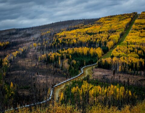 Pipeline North Of Fairbanks, AK