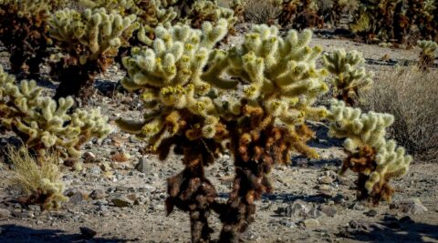 Teddy-Bear Cholla Cactus Garden In Joshua Tree National Park, CA