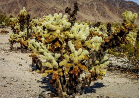 Teddy-Bear Cholla Cactus Garden In Joshua Tree National Park, CA