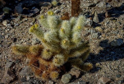 Teddy-Bear Cholla Cactus In Joshua Tree National Park, CA