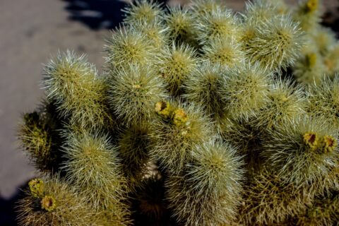 Teddy-Bear Cholla Cactus In Joshua Tree National Park, CA