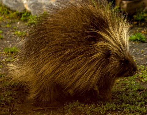 Porcupine, AK