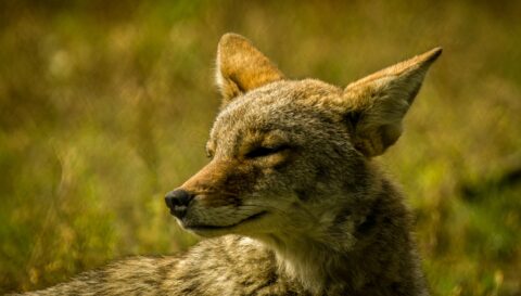 Semi-Profile Of Coyote, AK