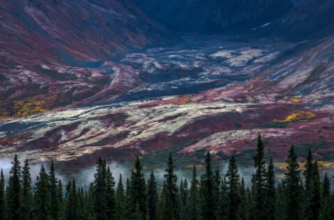 Psychedelic Autumn Colors On Kesugi Ridge, Denali State Park, AK