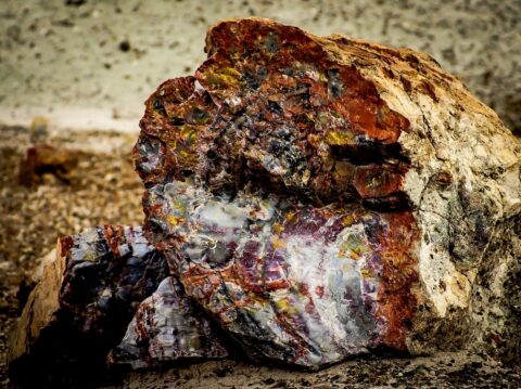 Psychedelic Colored Petrified Wood In Petrified Forest National Park, AZ