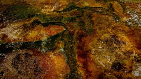 Psychedelic Mud From Hot Pool, Yellowstone National Park, WY
