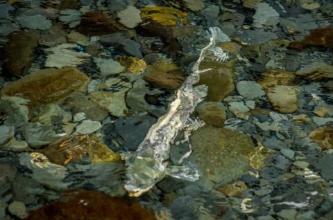 “Psychedelic” Salmon In Williwaw Creek, Portage Valley, AK