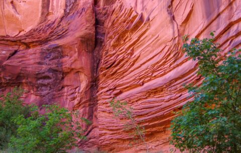 Psychedelic Wall Of Neon Canyon, Grand Staircase Escalante National Monument, UT