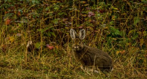 Rabbit In-Wrangell St Elias National Park, AK
