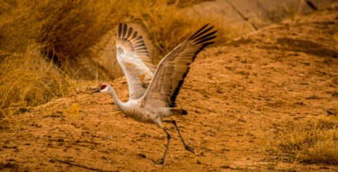 Red Crest Crane Take Off In Bosque Del Apache, NM