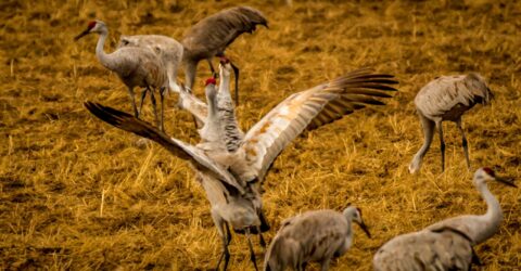 Red Crest Cranes Fight In Bosque Del Apache, NM