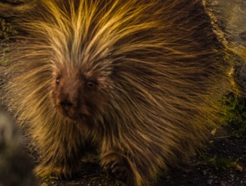 Sad Looking Porcupine, AK