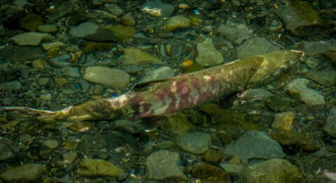 Salmon In Williwaw Creek, Portage Valley, AK