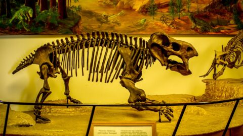 Skeletons Of Animals That Lived When Desert Was Forest, Petrified Forest National Park, AZ