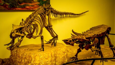 Skeletons Of Animals That Walked The Land When Desert Was Forest, Petrified Forest National Park, AZ