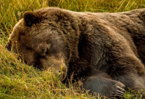 Shhhh! Giant Brown Bear Is Taking A Nap, AK