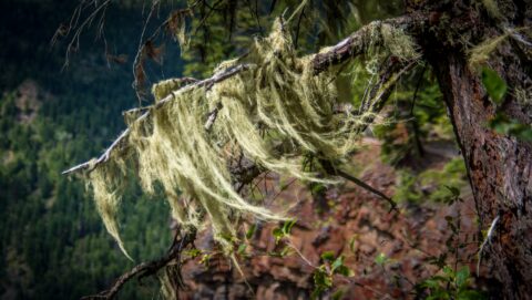 Sick Tree In Wells Gray Provincial Park, BC
