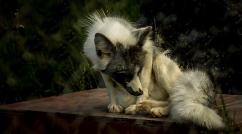 Silver Fox, AK