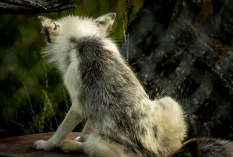Silver Fox, AK