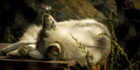 Silver Fox In Deep Sleep, AK