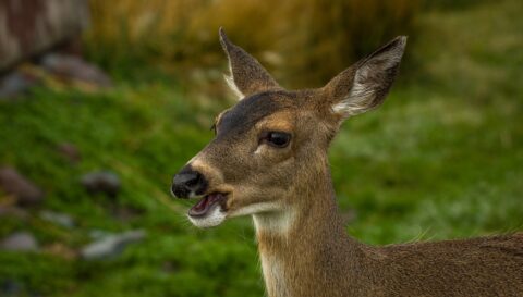 Sitka Black-Tailed Deer, AK