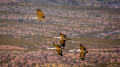 Synchronized Flight of Red Crest Cranes In Bosque Del Apache, NM