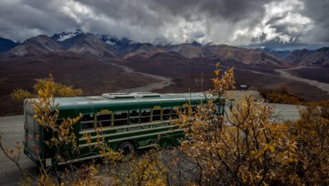 While Taking Photos I Almost Lost My Bus On Polychrome Pass In Denali National Park, AK