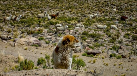 Talking Care Of Herd In High Andes Near Chivay, Peru