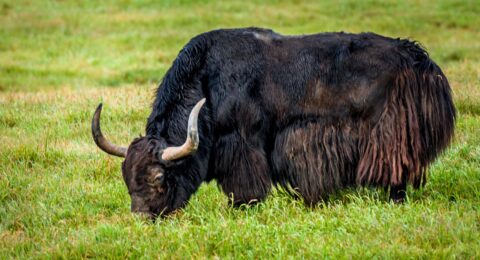 Alaska Yak In “Circle F Ranch” Gave Me Suspicious Look, Wrangell-St Elias National Park, AK