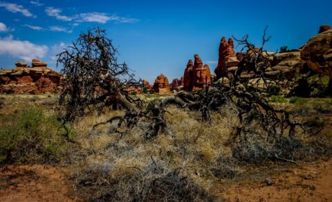 Tree Hit By A Thunder In Devil’s Kitchen, Needles, Canyonlands National Park, UT