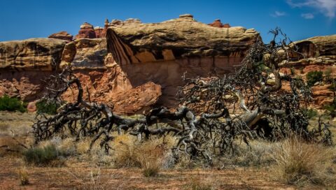 Tree Hit By A Thunder In Devil’s Kitchen, Needles, Canyonlands National Park, UT