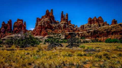 Trees Hit By A Thunder In Devil’s Kitchen, Needles, Canyonlands National Park, UT