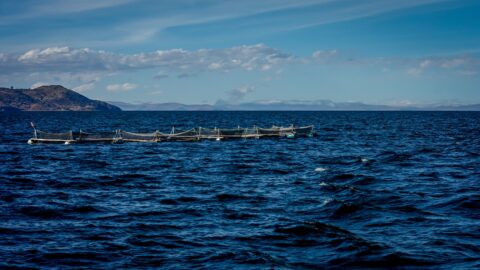 Trout Hatcheries In Lake Titicaca, Peru